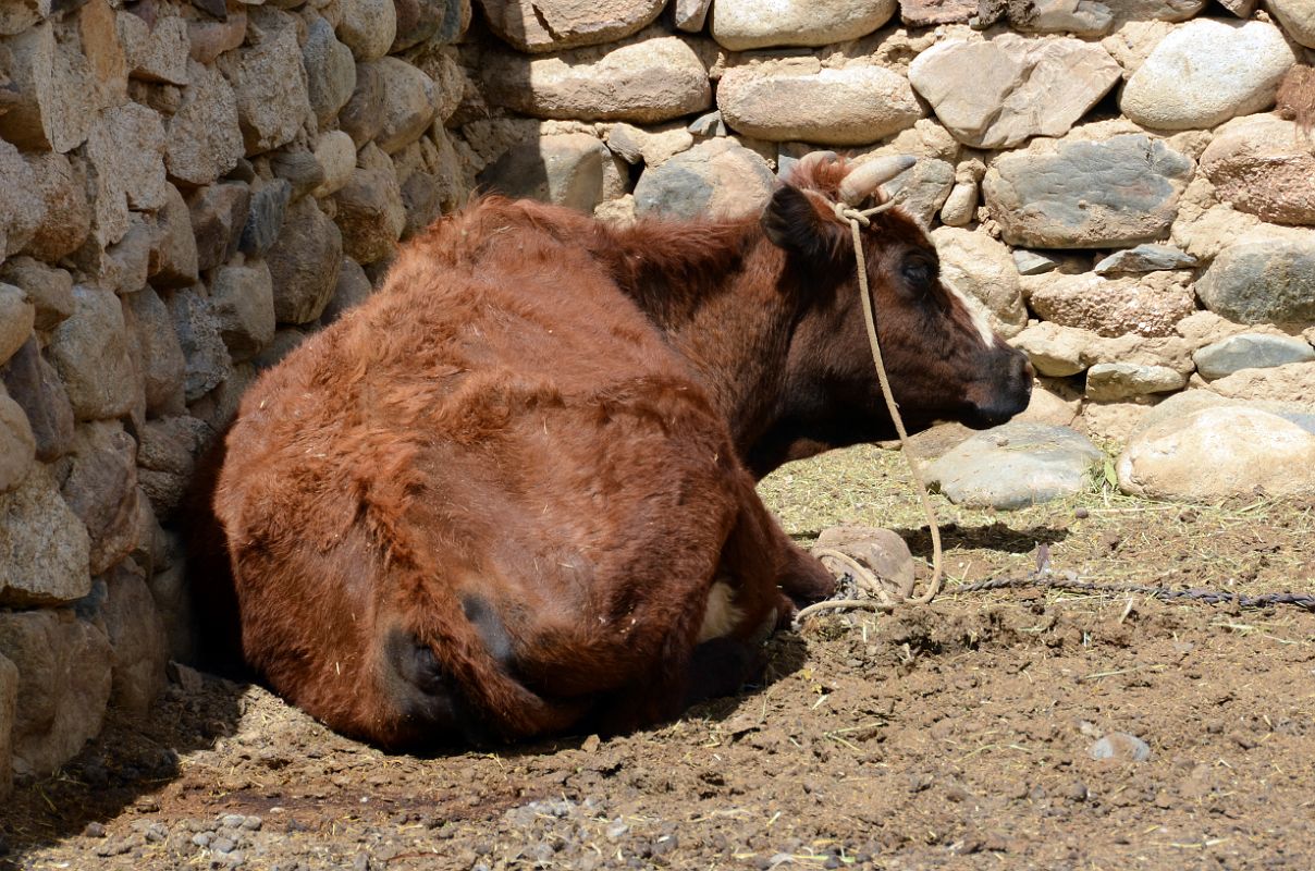 25 Cow Resting In A Rock Enclosure In Yilik Village On The Way To K2 China Trek